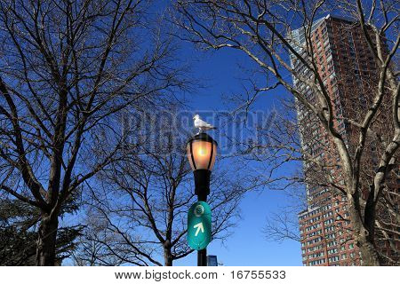 Möwe auf Straßenlampe