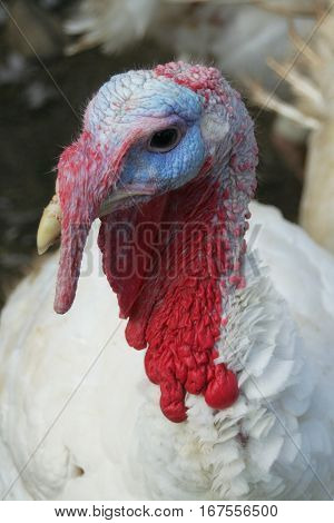 Head Of A Turkey Bird, Close - Up.
