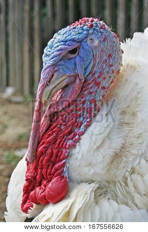 Head Of A Large Colorful Turkey Male