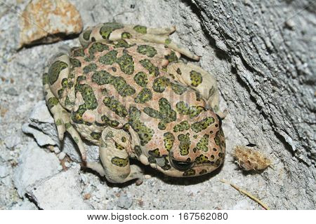 Big green toad from goreme capadoccia turkey