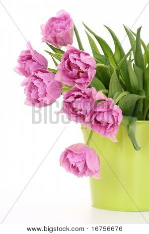 bouquet de tulipes roses isolé sur fond blanc