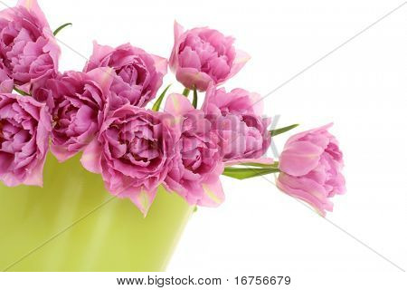bouquet de tulipes roses isolé sur fond blanc