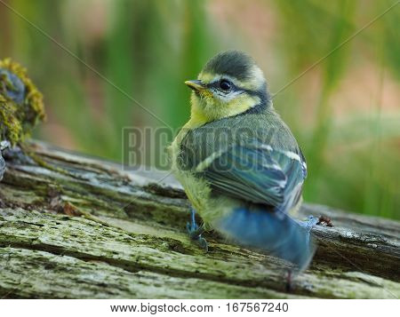 Very young Blue Tit ( Cyanistes caeruleus )