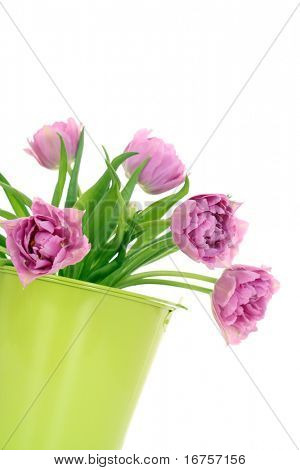 bouquet de tulipes roses isolé sur fond blanc