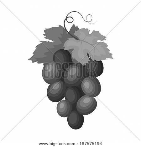 Bunch of wine grapes icon in monochrome design isolated on white background. Spain country symbol stock vector illustration.