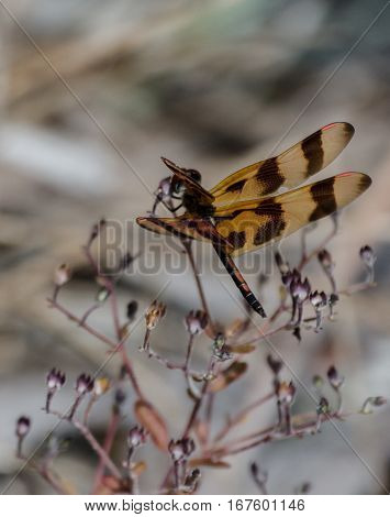A Halloween Pennant dragonfly showing the details of it wings