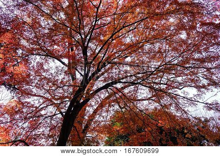 Landscape Of Japanese Garden At Autumn
