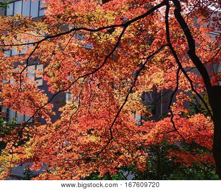 Landscape Of Japanese Garden At Autumn