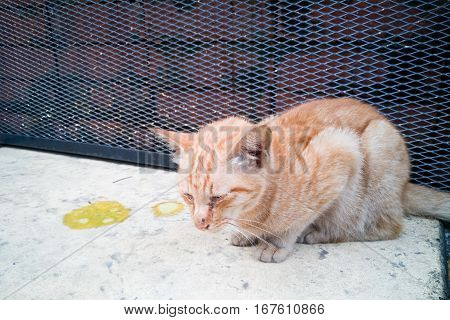 Sick Ill Pet Cat With Vomit On Floor
