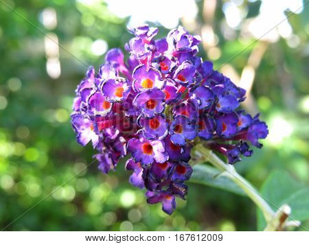 Butterfly Bush Buddleja Buddleia Purple flowers in bloom in garden