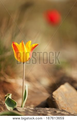 The Wild yellow tulip flower (Tulipa schrenkii)