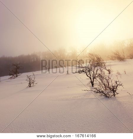 Trees and bushes in the snow at sunset