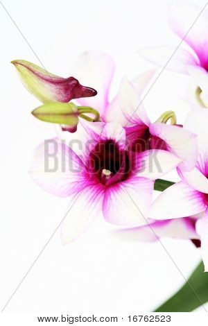 close-ups van beauitful orchid - bloemen
