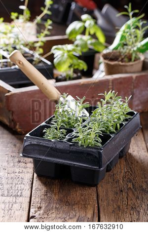 Lavender seedlings in pots. Young sprouts ready for planting. Gardening concept.