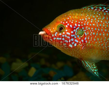 Beautiful big fish with a worm in his mouth. Portrait of a Hemichromis lifalili. Macro