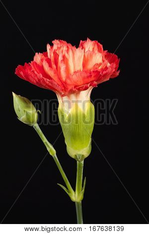 Flower of red carnation (Dianthus caryophyllus) isolated on black background.
