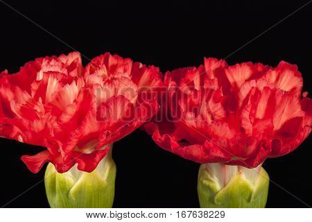 Flowers of red carnation (Dianthus caryophyllus) isolated on black background.