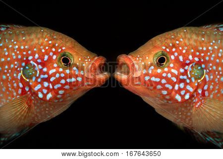 Familiarity of the two fish. Portrait of a Hemichromis lifalili. Macro