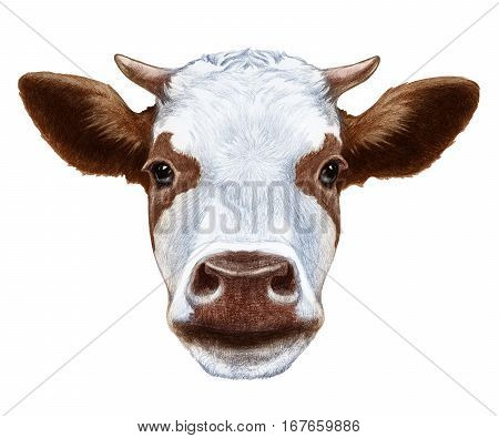 Portrait of Cow. Hand drawn illustration. Domestic animal.