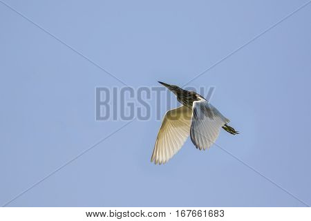 Image of egret flying in the sky. Heron. Wild Animals.