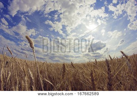 Ears of wheat in field. Nice sky.
