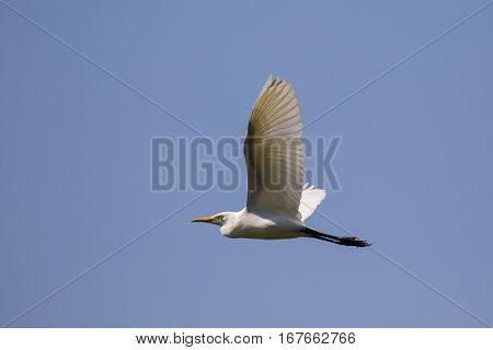 Image of egret flying in the sky. Heron. Wild Animals.