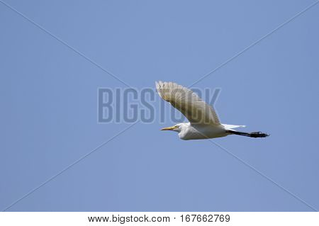 Image of egret flying in the sky. Heron. Wild Animals.