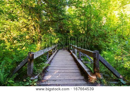 Fabulous rain forest in Olympic National Park, Washington, USA. Trees covered with thick layer of moss.