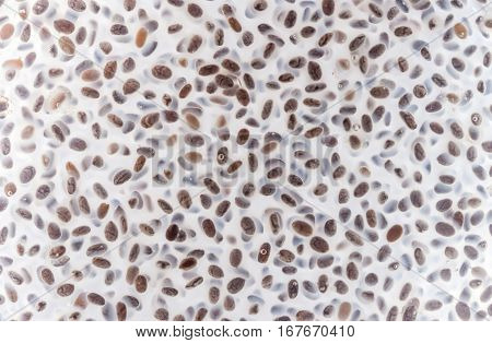 chia seeds in water look like microbiology analysis