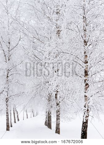 wood forest snow winter cabin traditional alpine life