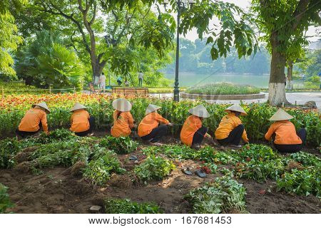 Vietnamese Women In Conical Hat Harvest Flower In Park Preparing For National Holiday. Common Famili