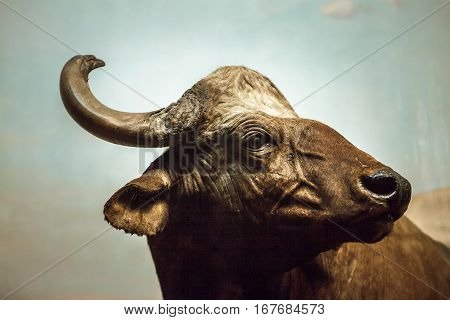 Close up portrait of cape buffalo head and horn