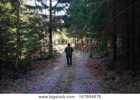 Man on a relaxing walk at a footpath in a spruce tree forest