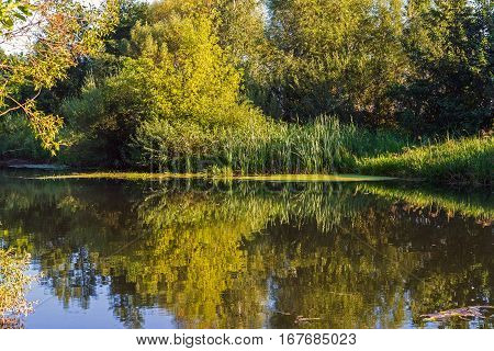 River overgrown trees in a Central Russia