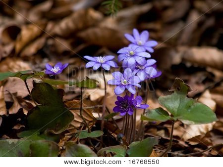 umore di primavera