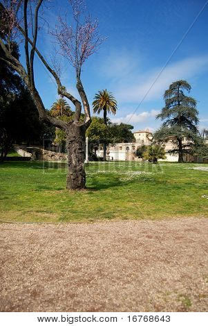 Albero In un parco con palme