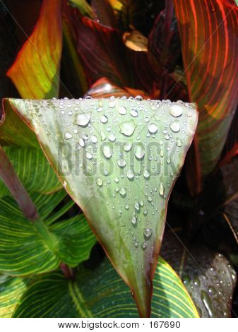 Gotas de água na folha