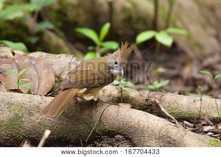 The bulbul bird seek a food on the tree root