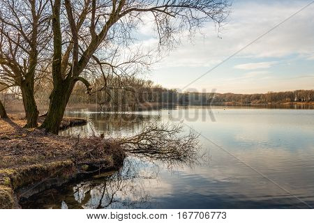 Nature area with bare trees in autumnal colors and a natural pond. It is in the late afternoon of a sunny and windless day in the winter season.