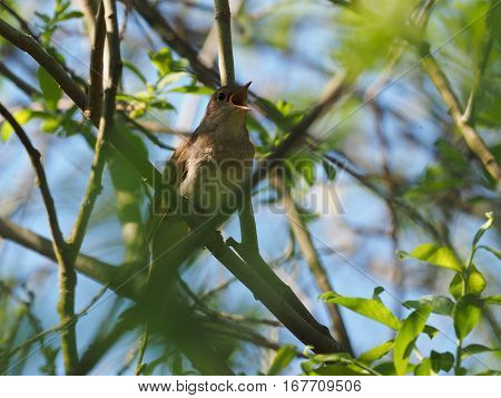 Nightingale hiding in a bush ( Luscinia luscinia )