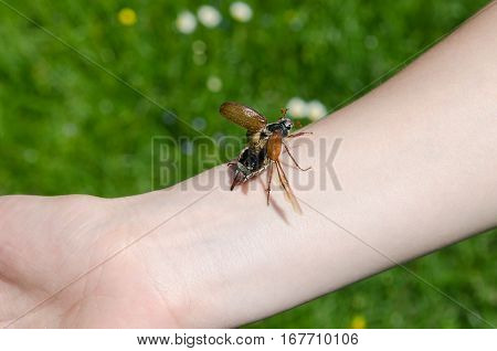 A chafer on somone's arm. The insect bug chafer.