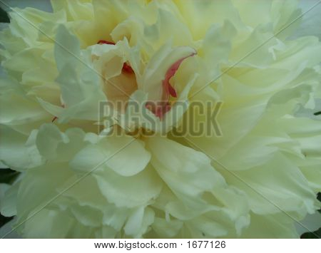 ดอกพีโอนีสีขาวครีม 8