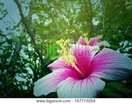 pink hibiscus flower. summer, Tropical Plants. asia