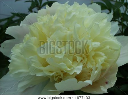 ดอกพีโอนีสีขาวครีม