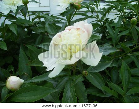 พีโอนีสีขาวดอกตูม Blooming