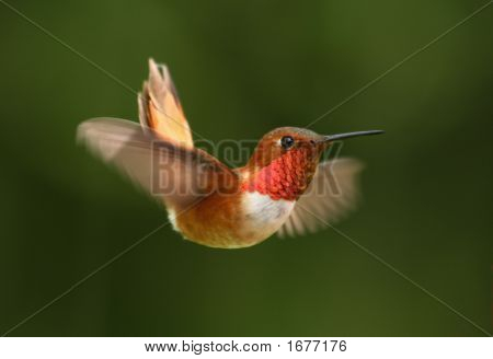 Colibrí en vuelo