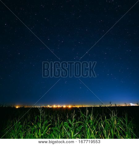 Blue Night Starry Sky Above Green Cornfield And Yellow City Lights On Background. Night View Of Natural Glowing Stars