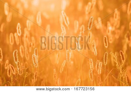 Close Up Meadow Grass In Yellow Sunlight And Bokeh, Boke Background. Later Summer Or Early Autumn Season. Sunset Sunrise Over Field Meadow Grass