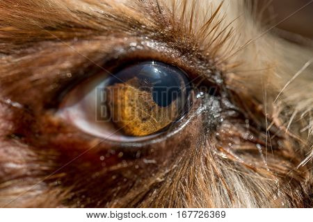 dog's eye macro detail, Yorkshire Terrier brown dog close-up Yorkshire Terrier brown color doggie. Expressive doggy look