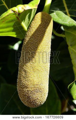 jackfruit in botanical garden on Tenerife island